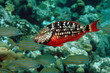 Stoplight parrotfish, Bonaire.