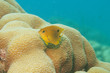 Juvenile threespot damselfish and star coral, Bonaire.