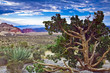 Red Rock Canyon Juniper