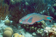 Queen parrotfish, Bonaire.