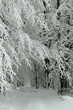 Snowy forest road just after bilzzard Snowy forest road just after bilzzard