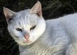 Two Colour Eyed Cat Two Colour Eyed Cat