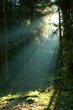 Misty morning in coniferous forest Misty morning in coniferous forest