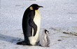 Gros poussin et papa