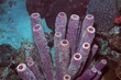 Purple tube spnge, Bonaire.