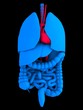 organ anatomie