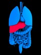 menschliche organe
