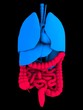 menschliche organe