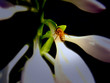 Bee on flower