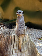 Suricata