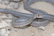 Bairds Rat Snake