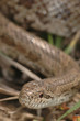 Prairie Kingsnake