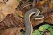 Graham's Crayfish Snake