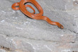 Sonora Groundsnake