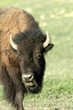 American Bison
