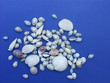 coquillages