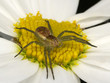 Wolf spider