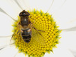 The fly has a rest