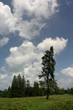 Tree ,2