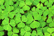 Sorrel leaves close-up Sorrel leaves close-up