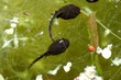 grenouille grenouille