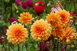 Dahlien Dahlien
