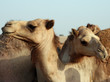 Hugging Camels Hugging Camels