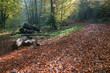 Landscape, 13