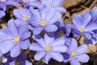 Round-lobed hepatica(Hepatica nobilis)