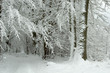 Snowy forest road Snowy forest road