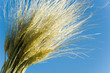 Wheat on Blue