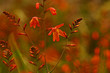 Fleurs