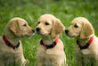 Puppies of golden retriever
