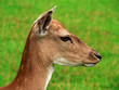 Im Profil