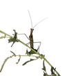 mantis