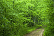 Forest ground road Forest ground road
