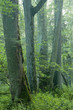 Sunny morning in the forest Sunny morning in the forest