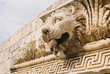 lion lion