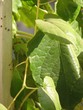 ivy leaves climbing up a window
