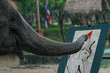 éléphant peintre en herbe