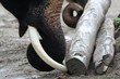 éléphant au travail