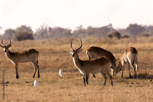 Lechwe in Moremi