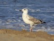 oiseau de mer