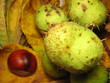 Chestnuts on the leaves 2