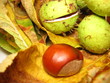 Chestnuts on the leaves 3