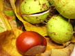 Chestnuts one the leaves 4