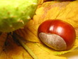 Chestnut on the leaf