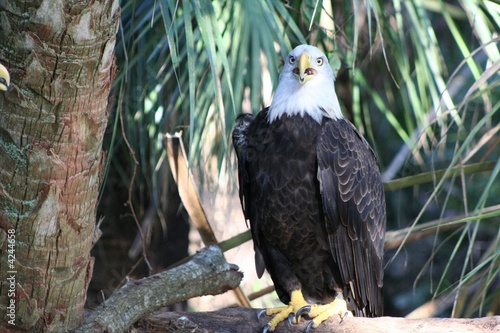 Photo: Bald Eagle Looking Forward Bald Eagle Looking Forward