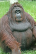 Orangutan