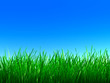 Green grass